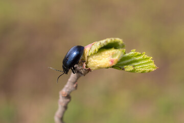 small beetle on alder bud