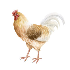 Beige brown rooster with white feathers watercolor isolated illustration. Realistic cock for poultry yard and farming designs. Chicken breed, domestic farm bird clipart for country side aesthetics