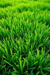 Roughly cut grass field, uneven mowing pattern , wild grass, nature, agriculture