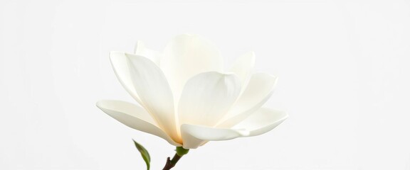 A pristine, fully bloomed white magnolia flower, petals unfurled against a pure white backdrop, full bloom, botanical