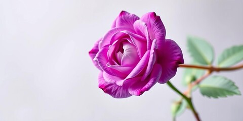A single purple watercolor rose, petals delicately painted, soft background, purple, macro