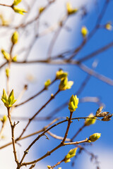 Budding tree a sunny spring day against the sky