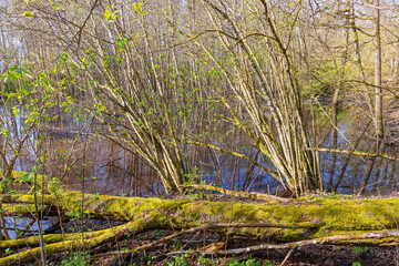 Swamp with a fallen tree covered with moss a sunny spring day