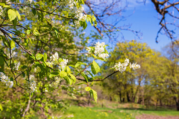Bird cherry tree in bloom a sunny spring day