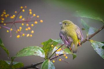 The white-collared manakin, Manacus candei, is a passerine bird. Female.