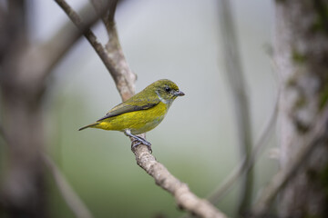 The yellow-throated euphonia, Euphonia hirundinacea, female