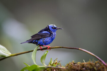 The red-legged honeycreeper, Cyanerpes cyaneus is a small songbird species