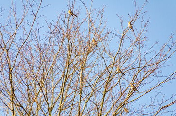 Fototapeta premium A folk of fieldfare (Turdus pilaris) resting on leafless tree branches against clear blue winter sky. Birds perched calmly, serene mood, upward camera angle, leafless branches, clear sky, winter