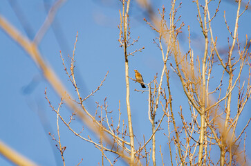 A fieldfare (Turdus pilaris) resting on leafless tree branches against clear blue winter sky. Birds perched calmly, serene mood, upward camera angle, leafless branches, clear sky, winter nature