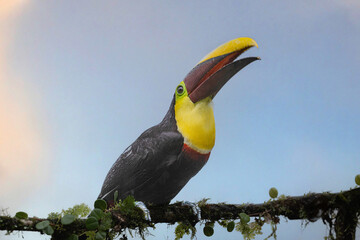 Fototapeta premium The yellow-throated toucan, Ramphastos ambiguus is a Near Threatened species