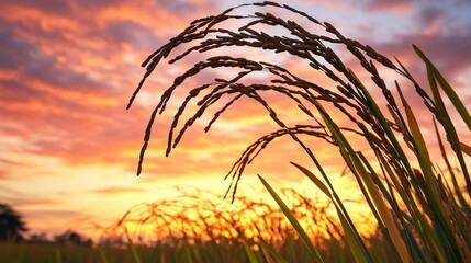 A stunning silhouette of rice stalks swaying gently against a breathtaking sunset sky, where hues of deep orange and soft pink blend seamlessly. Wisps of clouds catch the fading sunlight.