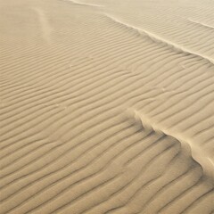 Fototapeta premium sand ripples in the sand