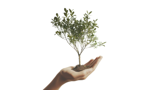 Hand holding growing tree with transparent background: promoting environmental conservation