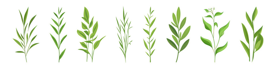 Fototapeta premium PNG Herb illustrations green foliage, element set on transparent background
