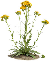 Rock Cress flowers are known for their vibrant blooms, low-maintenance nature, and ability to thrive. 