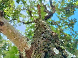 tree trunk on a bright morning