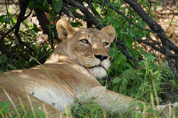 lion girl