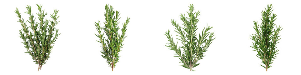 Fototapeta premium Rosemary isolated on transparent background, PNG, Set of