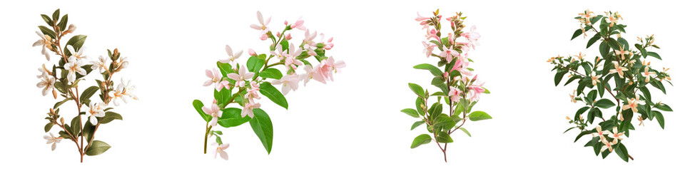 Abelian flower isolated on transparent background, PNG, Set of