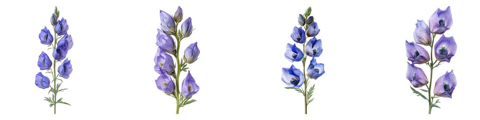 Aconitum flower isolated on transparent background, PNG, Set of