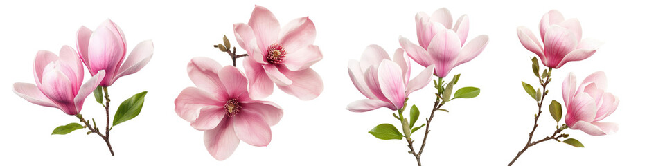 Fototapeta premium A collection of beautiful magnolia flowers in soft pastel shades blooming on delicate branches with vibrant green leaves showcasing the elegant and serene nature of these stunning ornamental plants
