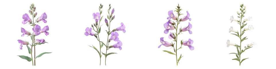 Beardtongue flowers isolated on transparent background, PNG, Set of