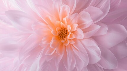 Obraz premium Close up Pastel Pink Flower Soft Petals Delicate Bloom Floral Texture Nature Macro Hi