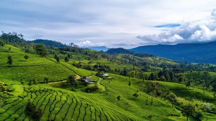 Obraz premium Lush Green Tea Plantations Over Rolling Hills Under a Cloudy Sky in Natural Landscape