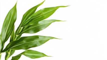 Fototapeta premium Lush green bamboo leaves arranged elegantly against a white background, symbolizing nature and freshness.