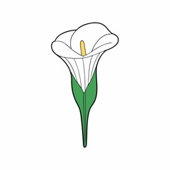 calla lily isolated on white