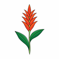 heliconia flower isolated on white background