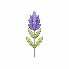 lavender flower isolated on white background