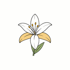 lily flower isolated on white background