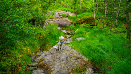 Cockapoo Welpe im Naturparadies Eidslandet in Norwegen