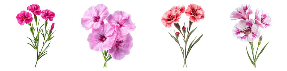 Dianthus flowers isolated on transparent background, PNG, Set of