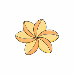 plumeria flower isolated on white