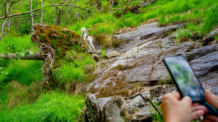 Cockapoo im  Naturparadies Eidslandet in Norwegen