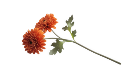 arrangement featuring two vibrant orange chrysanthemums with green leaves set against a clean white background highlighting the beauty of nature and floral design