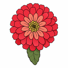 zinnia flower isolated on white