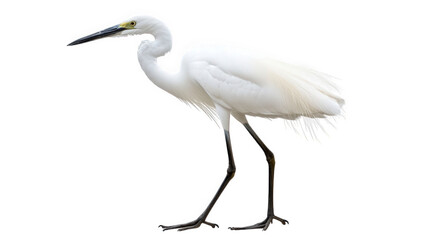 Fototapeta premium a solitary white heron stands gracefully against a plain background showcasing its elegant form and long legs. bird's distinctive features and serene presence