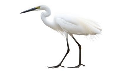 a solitary white heron stands gracefully against a plain background showcasing its elegant form and long legs. bird's distinctive features and serene presence