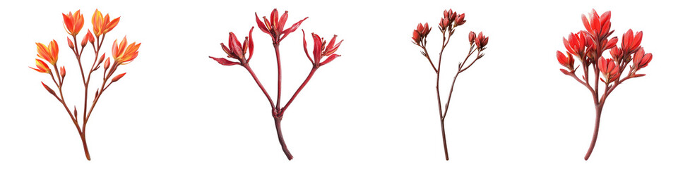 Kangaroo paw isolated on transparent background, PNG, Set of