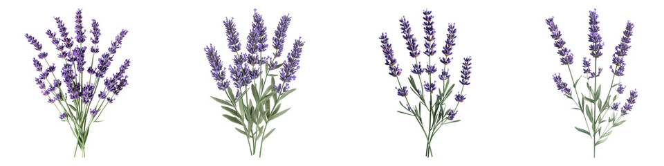 Fototapeta premium Lavender flower isolated on transparent background, PNG, Set of