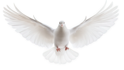 a serene white dove with outstretched wings symbolizing peace and freedom is depicted against a stark white background emphasizing its graceful form and tranquil presence