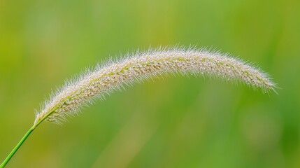 Obraz premium Close-up of a single, delicate grass seed head with dew drops, gently curved against a blurred green background.