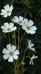 Fototapeta premium delicate white cosmos flower stems against a dark green leafy backdrop, cosmos, botanical, stem