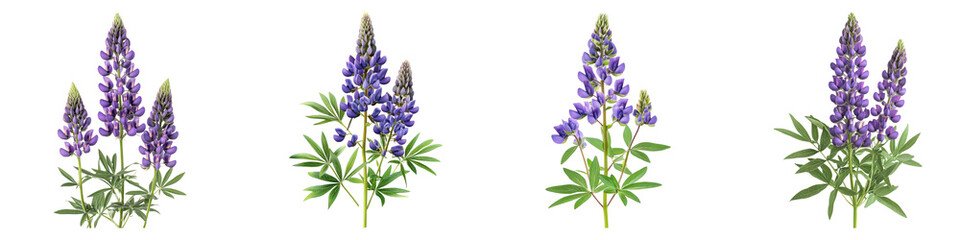 Naklejka premium Lupine flower isolated on transparent background, PNG, Set of