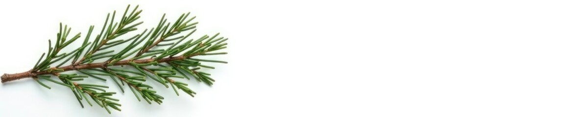 Fototapeta premium Single isolated spruce branch against white background, tree, brown, snowy