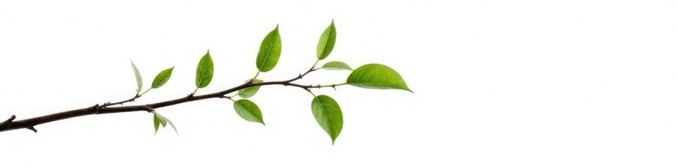 Fototapeta premium Single isolated tree branch on white background, isolation, twig, white space