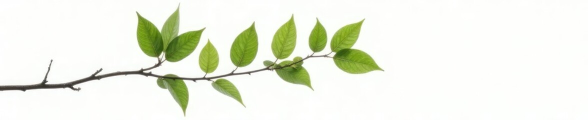 Single large branch with few leaves on white background, forest, plant, tree branch